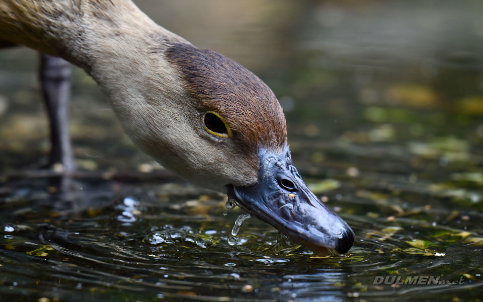 Lesser whistling duck (Dendrocygna javanica)